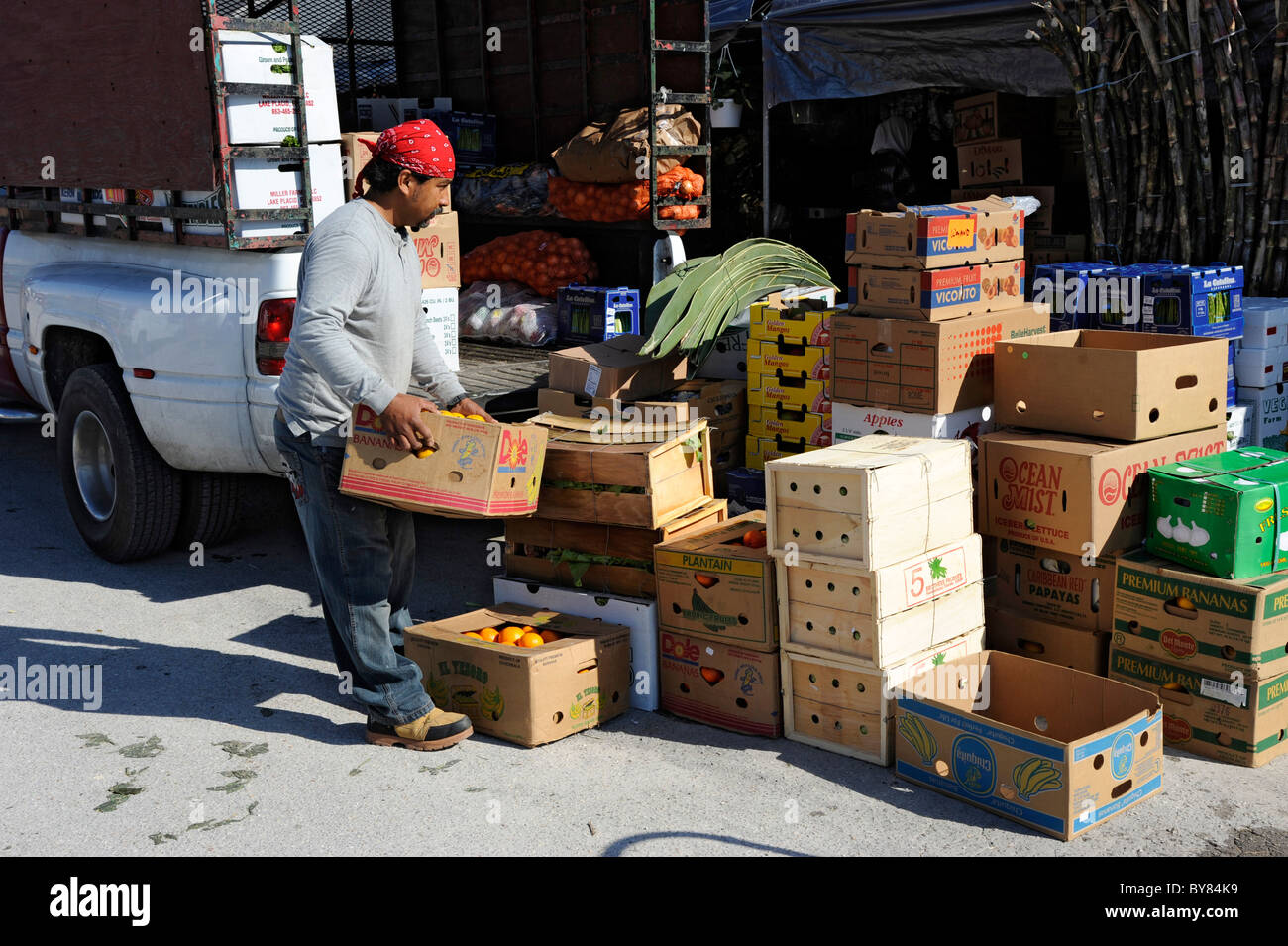 fruit citrus florida Bradenton bargain browse buy clearance Diet Eat Food Groceries Meal Nourish Nourishment Nutrition purchase Stock Photo