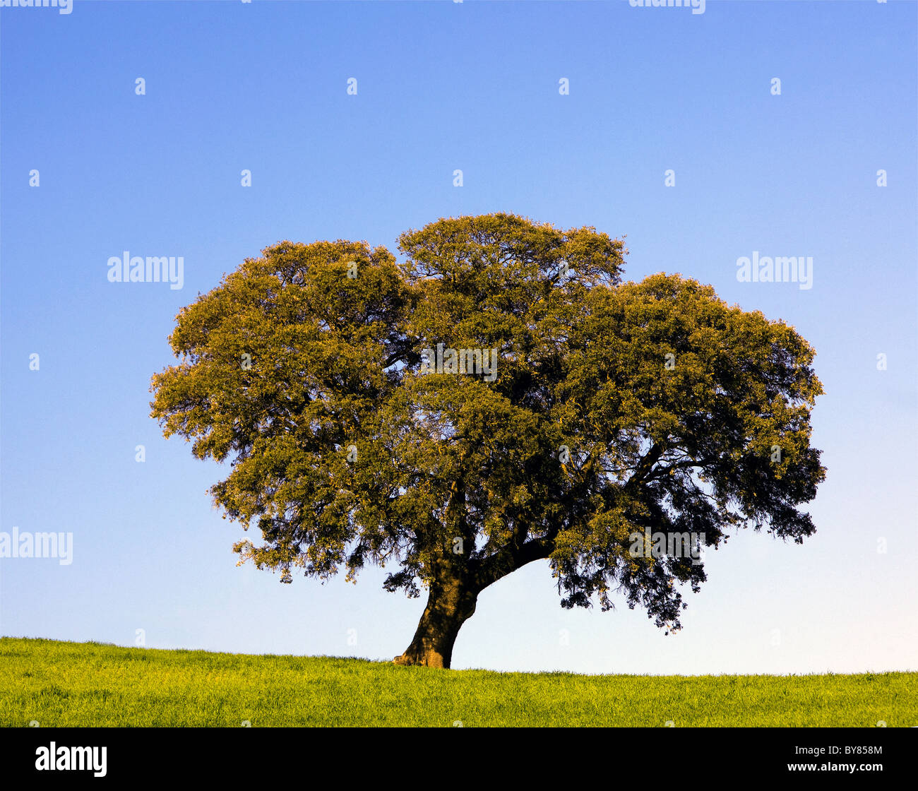 Spain, Andalusia, tree in field Stock Photo