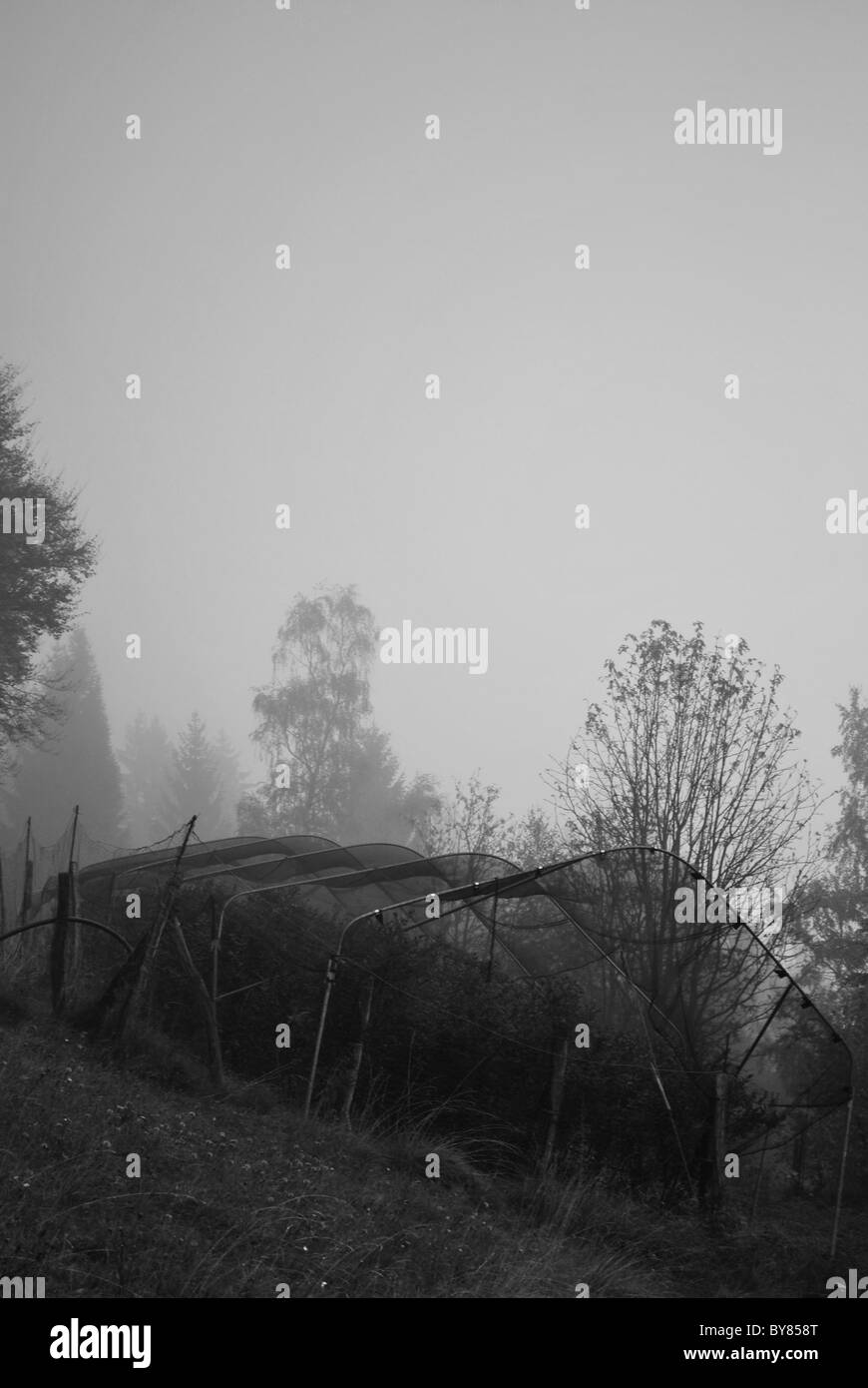 Hollow trees Black and White Stock Photos & Images - Alamy