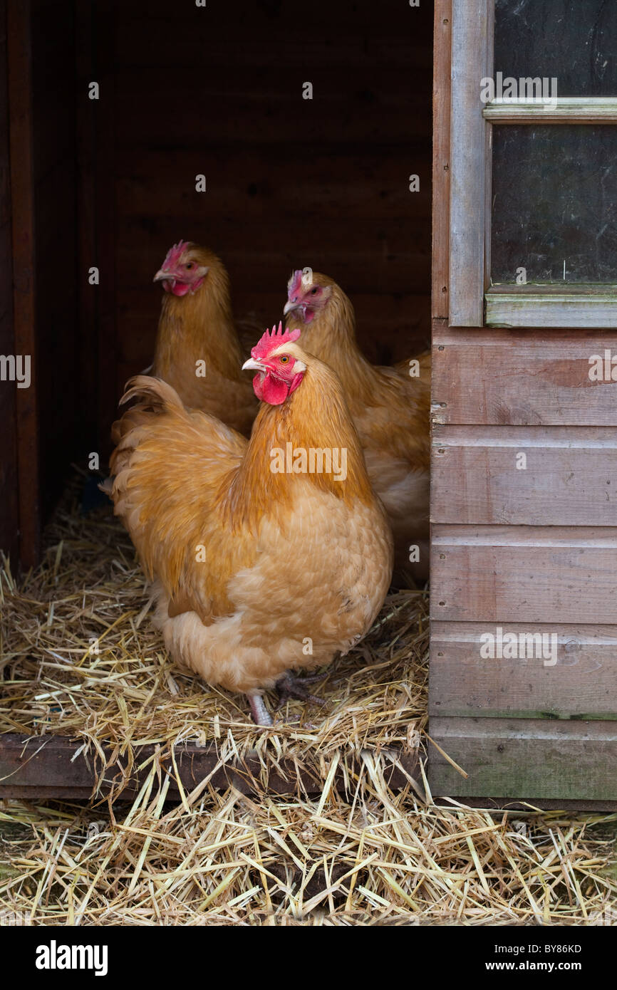 Buff Orpington hens on smallholding Stock Photo