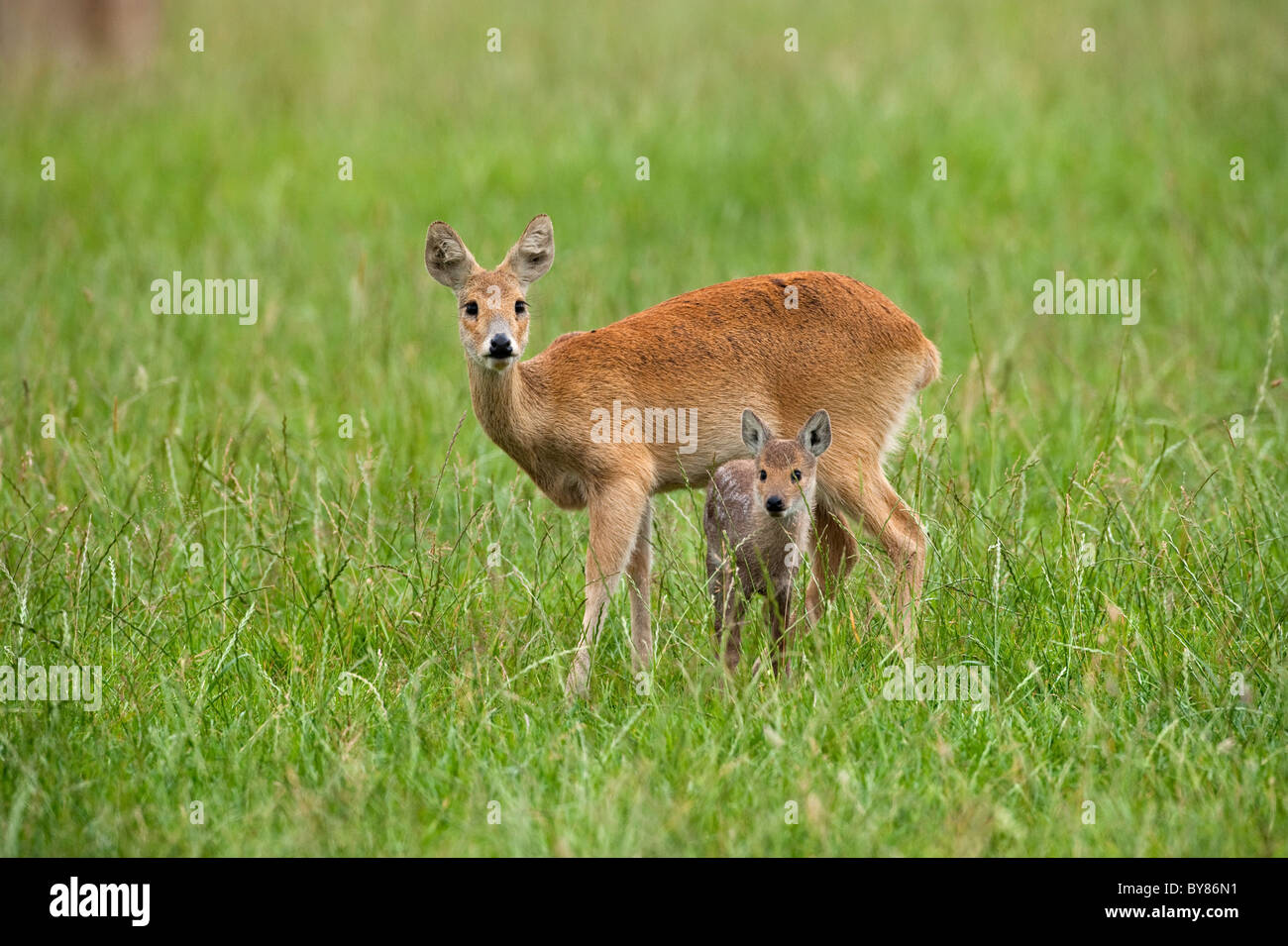Chinese Water Deer Hydropotes Inermis Female With Fawn Stock Photo Alamy