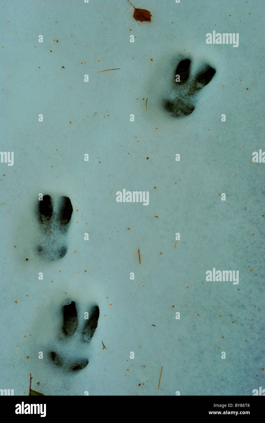 footprints in the snow hare Stock Photo Alamy