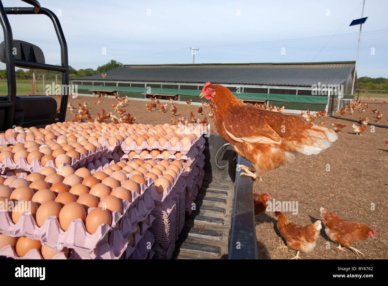 Free range egg farming hires stock photography and images Alamy