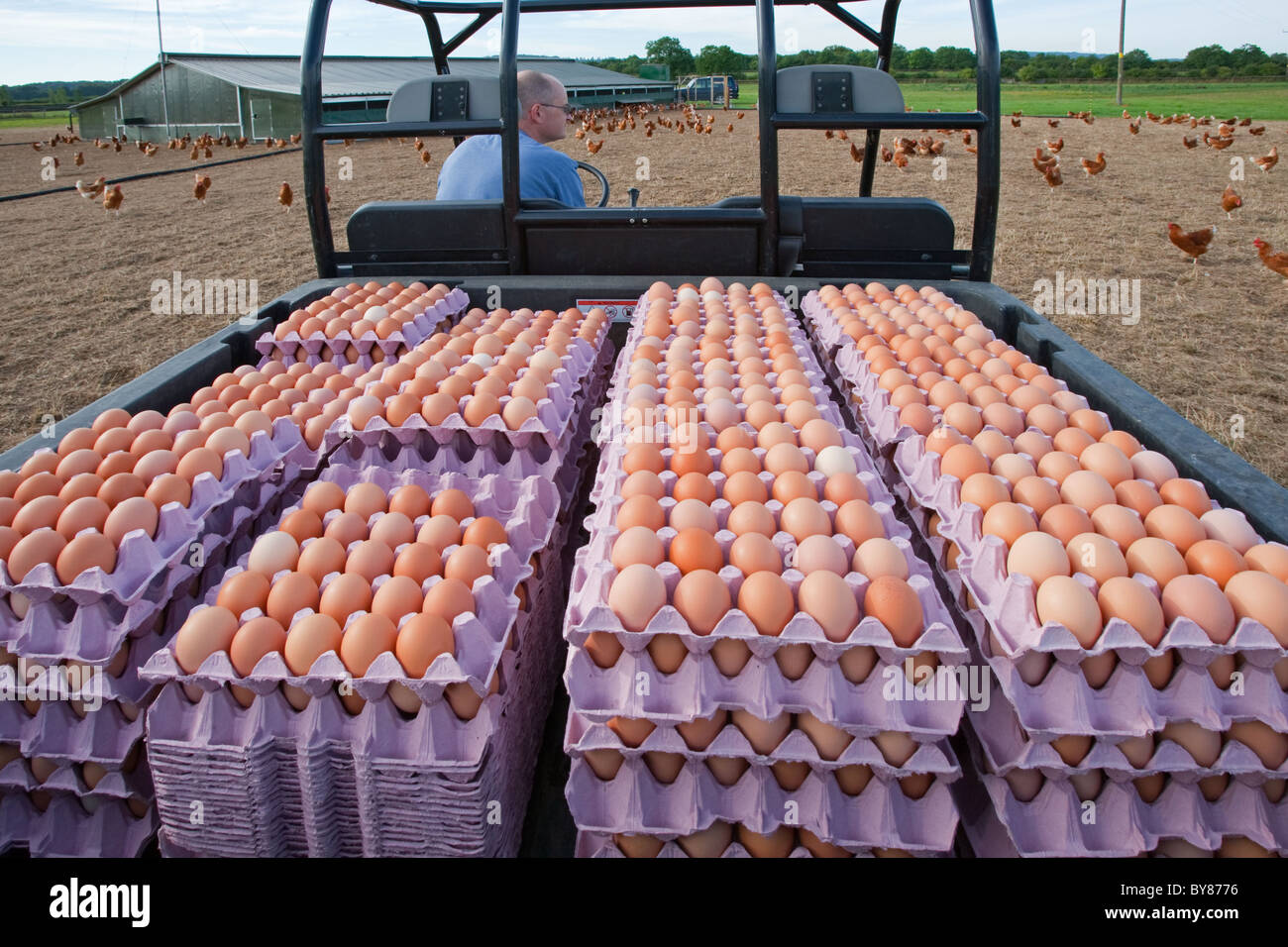Commercial egg farming hires stock photography and images Alamy