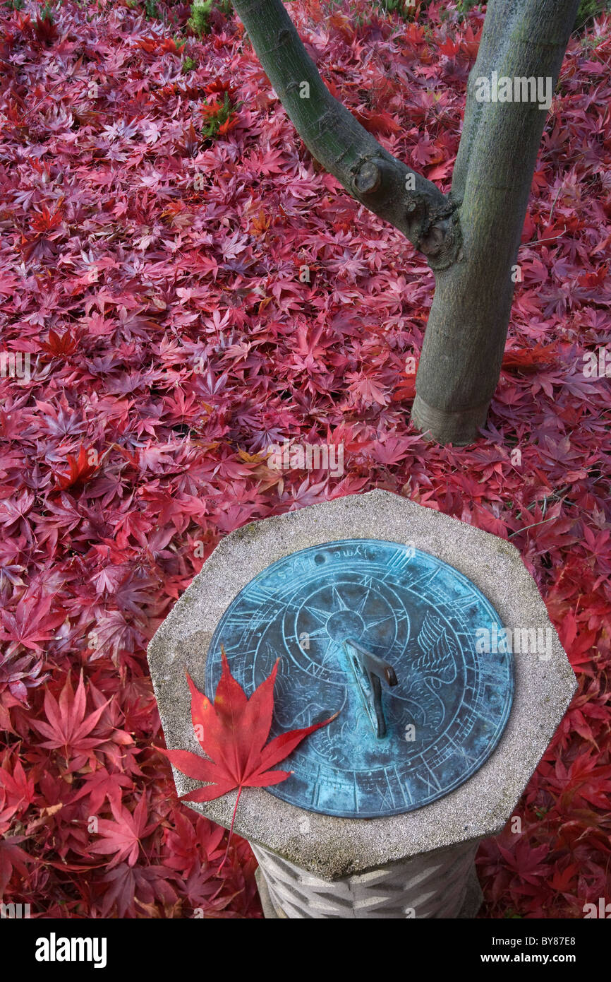 Fallen Leaves of japanese maple tree & Sun Dial in autumn Stock Photo