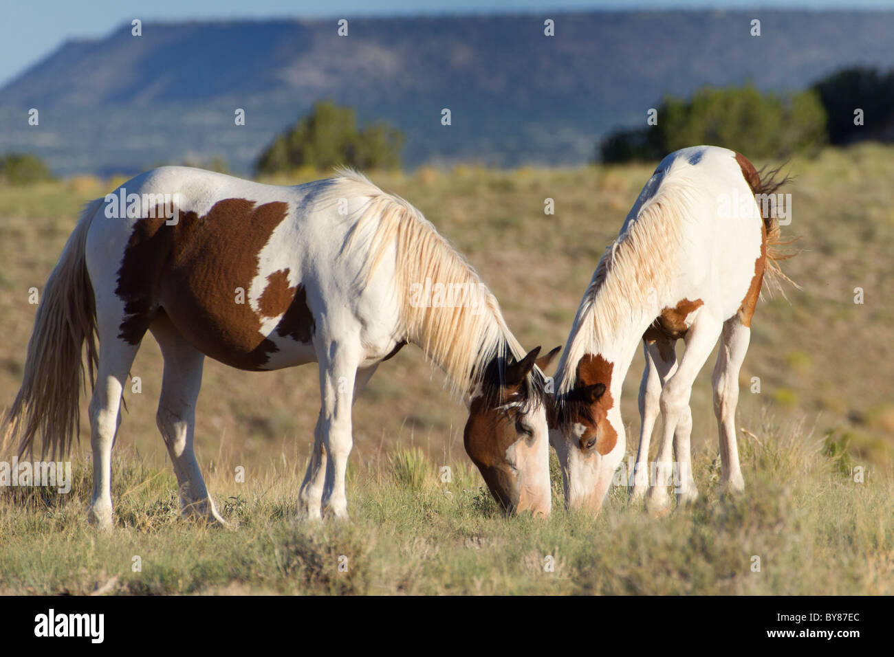 Pair of Pinto Mustangs Grazing by a Mesa in Placitas, Arizona Stock Photo