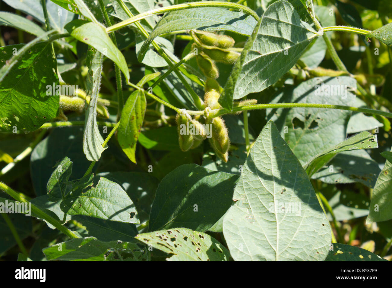 pods, stems, and leaves of soybean or soya bean cultivation, USA Stock Photo