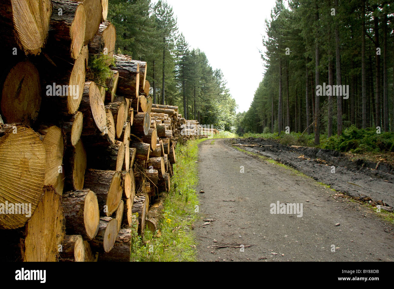 Managed forest with felled trunks Stock Photo