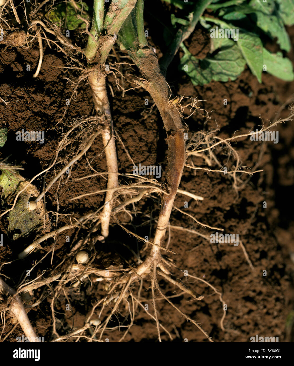 Stem canker (Rhizoctonia solani) lesions on the roots and lower stem of a potato plant Stock Photo