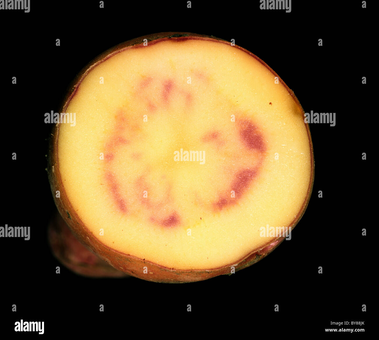 Red internal discolouration, anthocyanin, formed in pink fir apple potato tuber Stock Photo