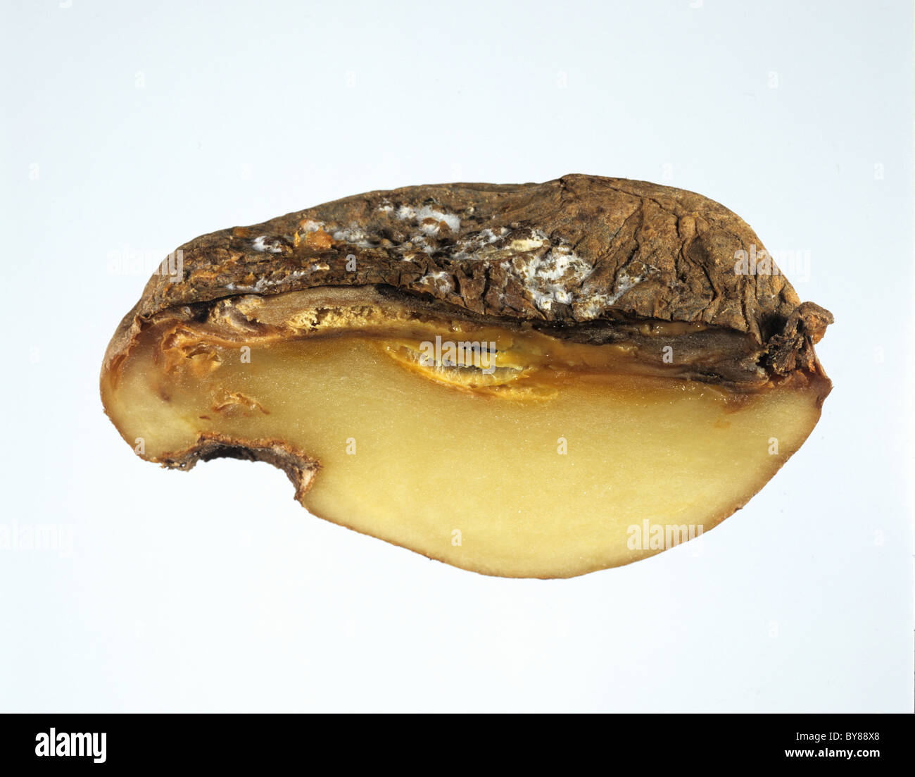 Watery wound rot (Pythium ultimum) shown in a section of a potato tuber Stock Photo