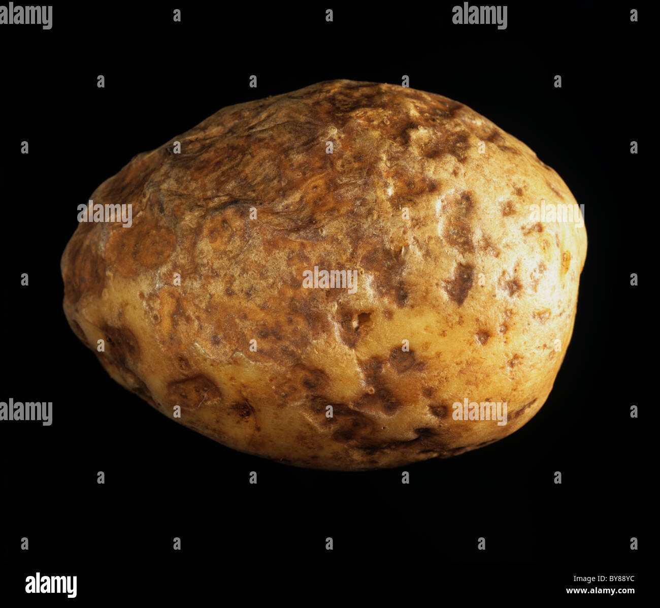 Pit rot, a bacterial invasion associated with (Pectinobacterium carotovorum) on a potato tuber in store Stock Photo