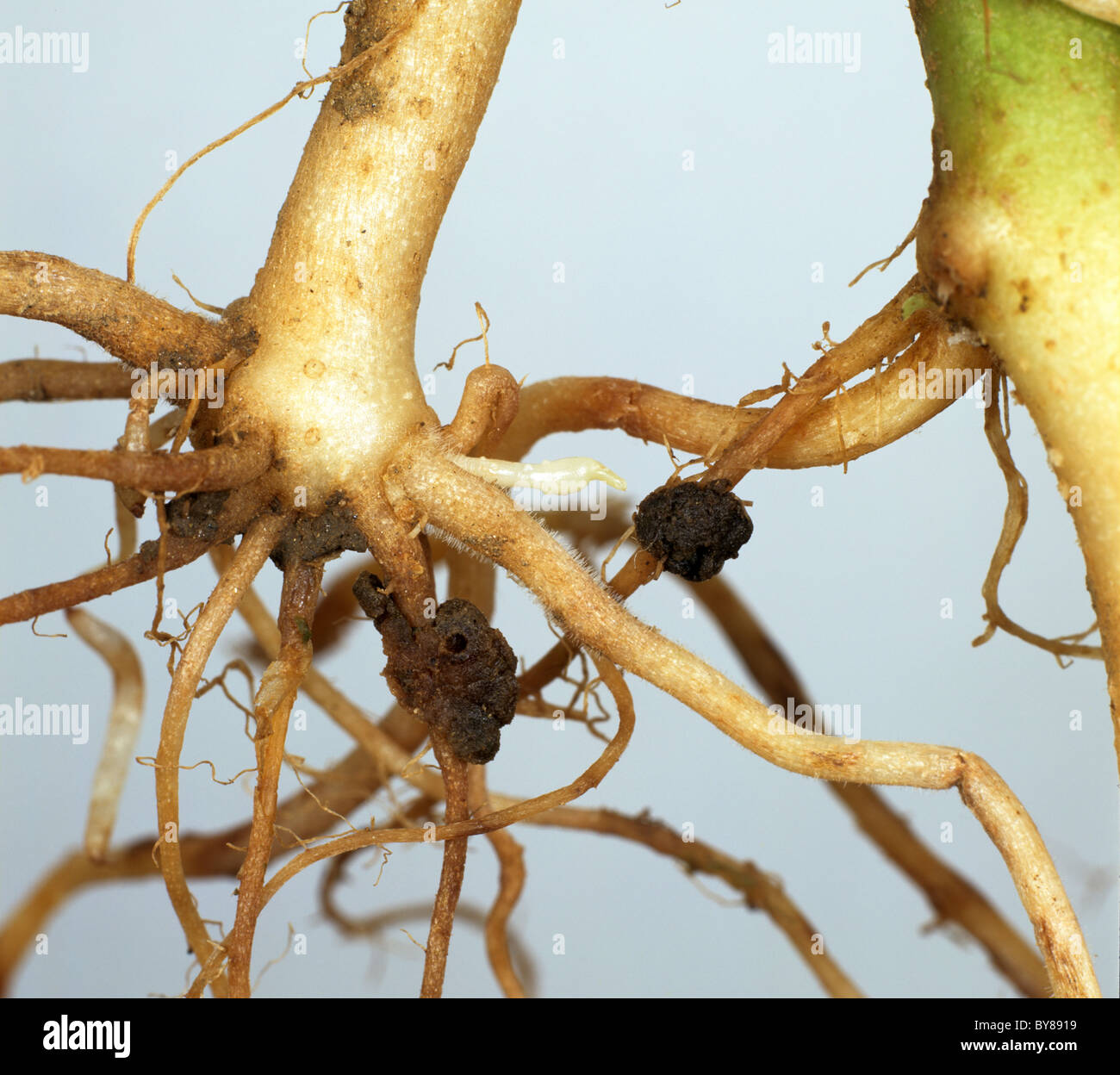 Powdery scab (Spongospora subterranea) galls formed on potato rhizomes Stock Photo