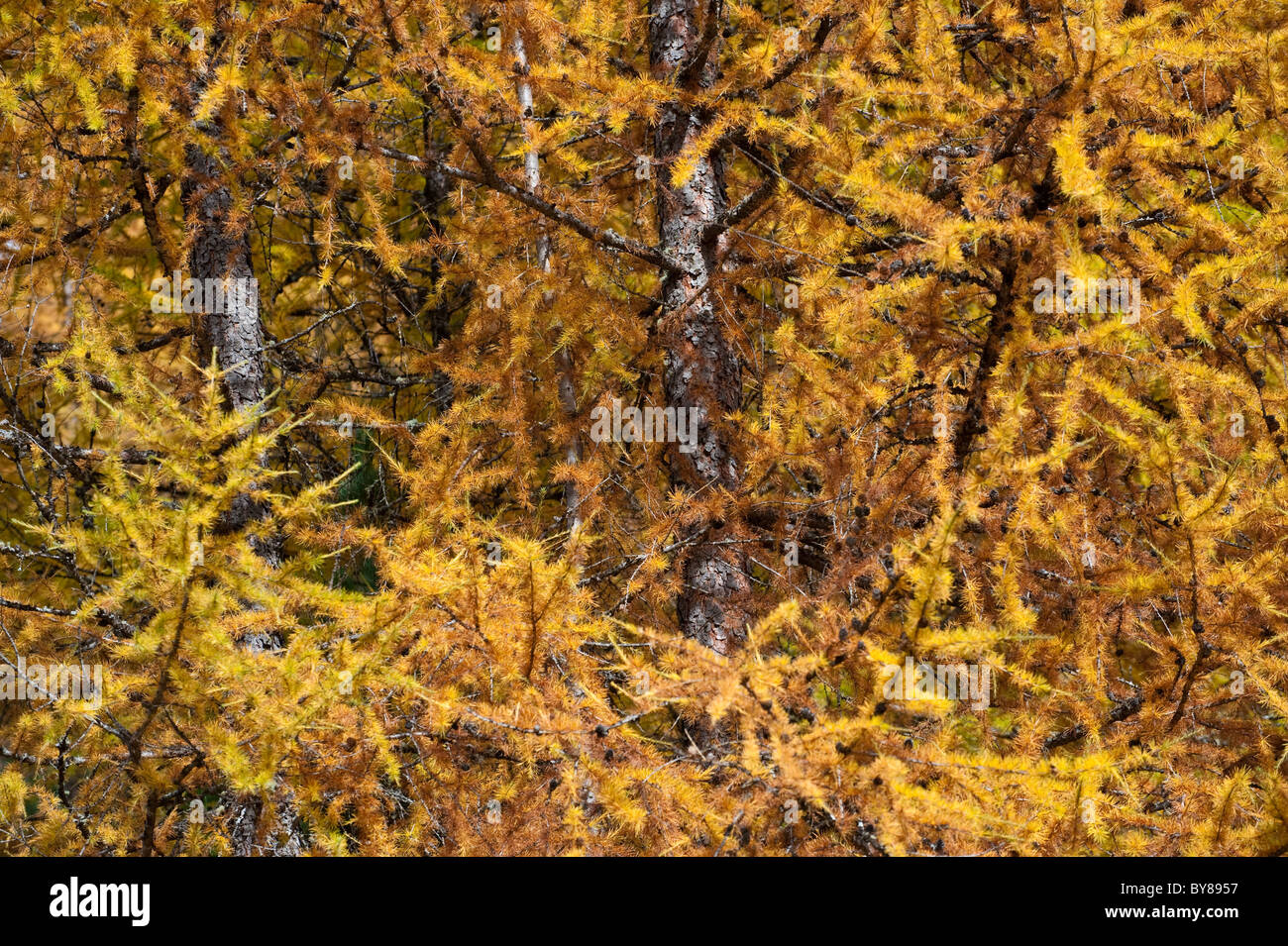 Autumn colours in trentino Alto Adige Italy Stock Photo