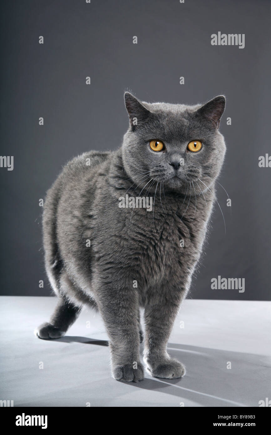 British Blue male cat, on grey Stock Photo