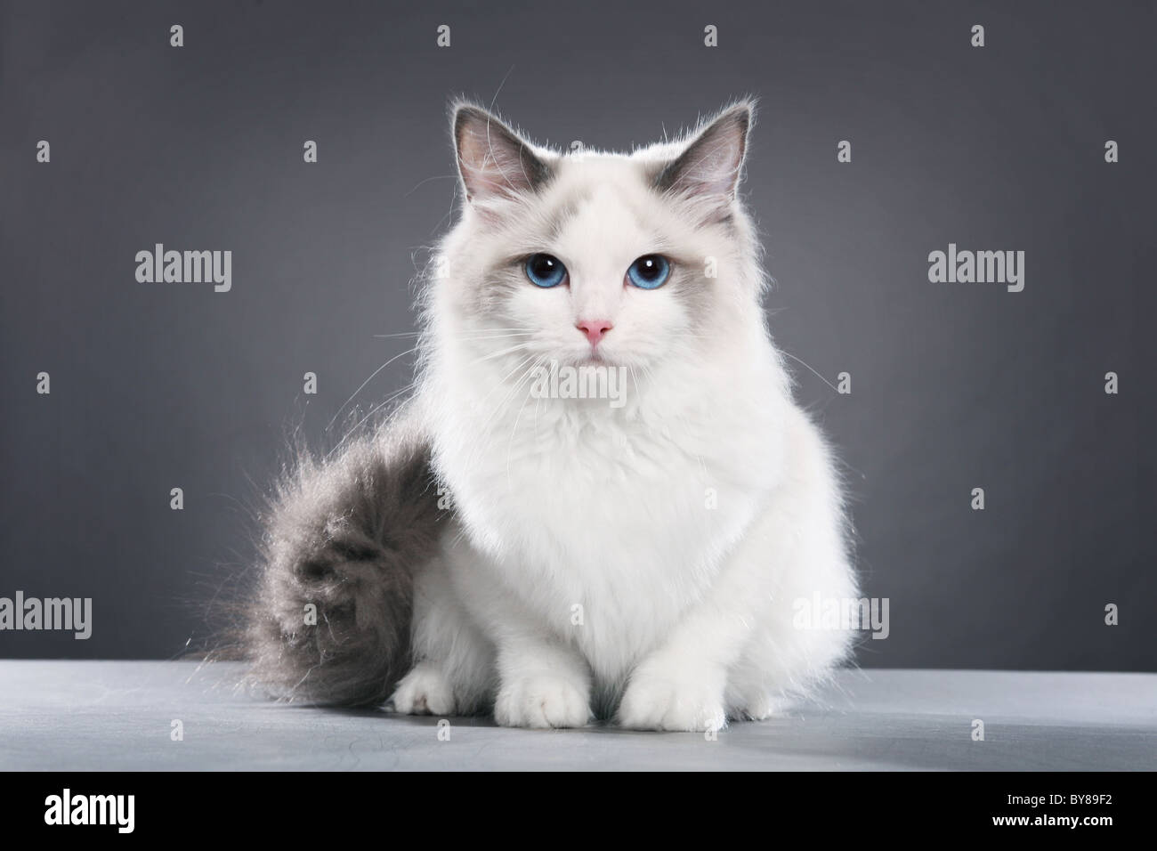 Grey ragdoll hi-res stock photography and images - Alamy
