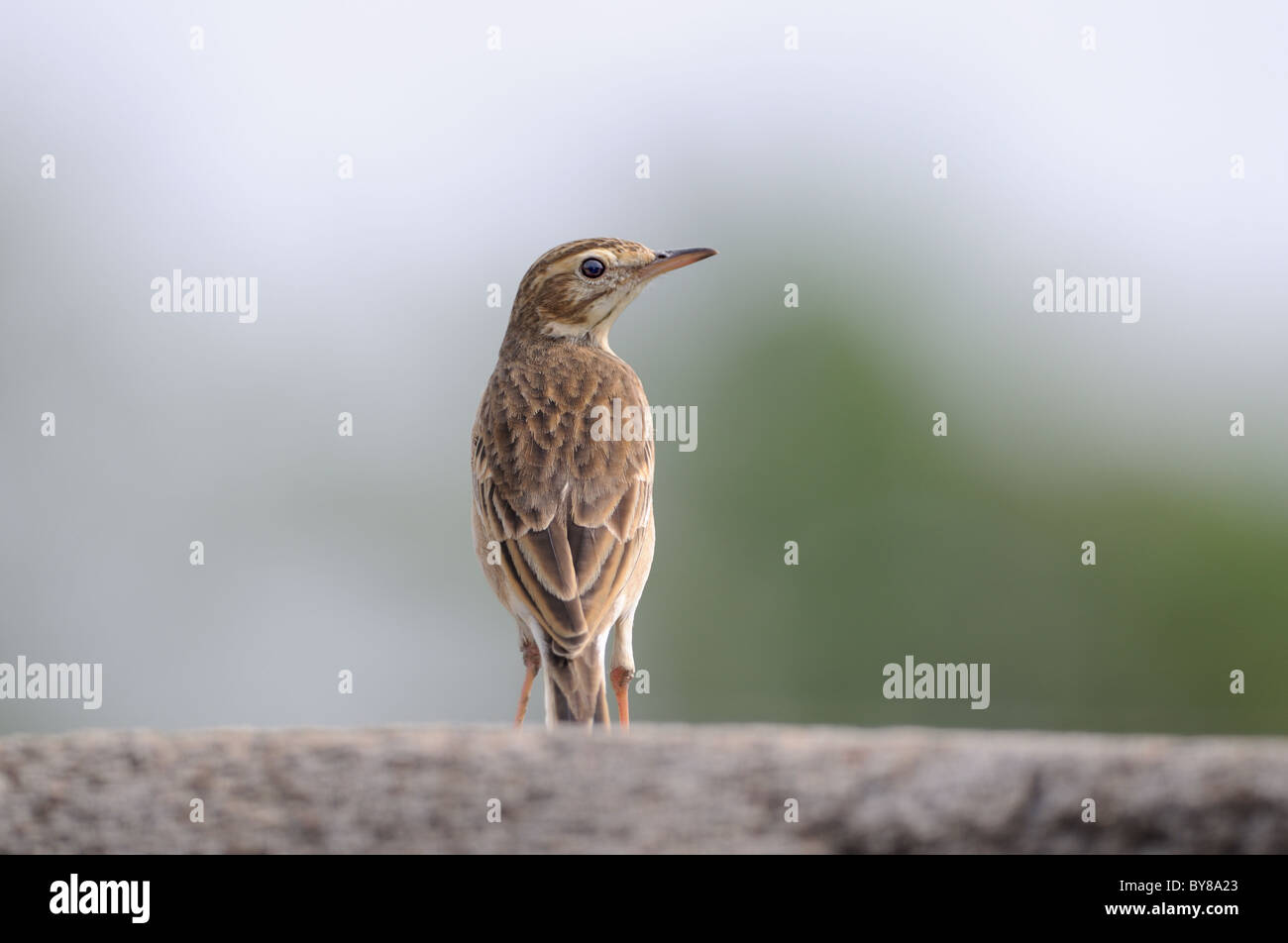 A paddy field pipit resting on a stone wall Stock Photo