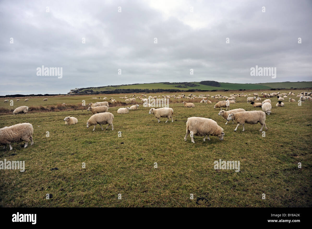 Sheep grazing at Cuckmere Haven, an area of flood plains in Sussex