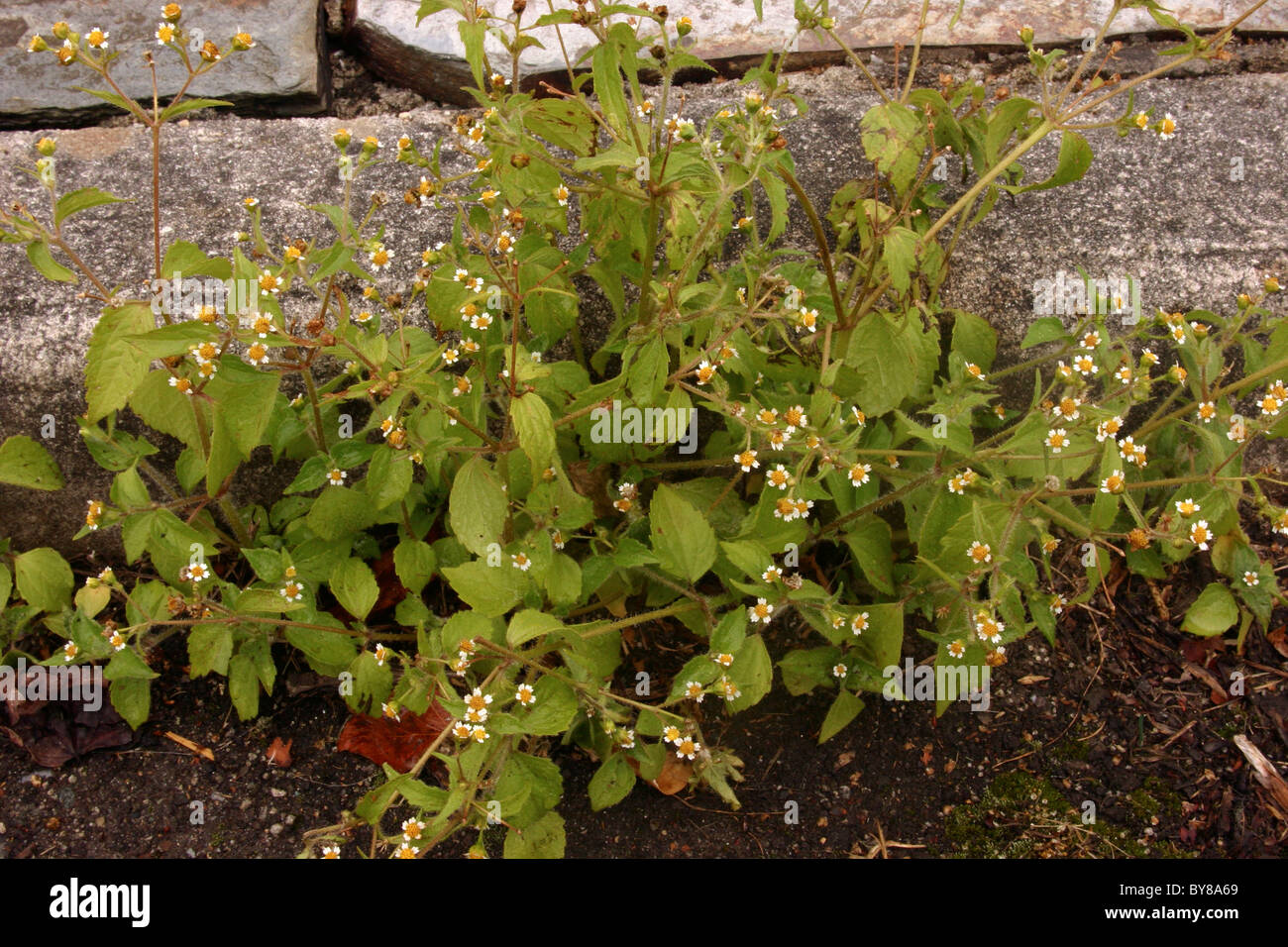 Shaggy soldier (Galinsoga quadriradiata : Asteraceae) on a kerbside, UK. Stock Photo