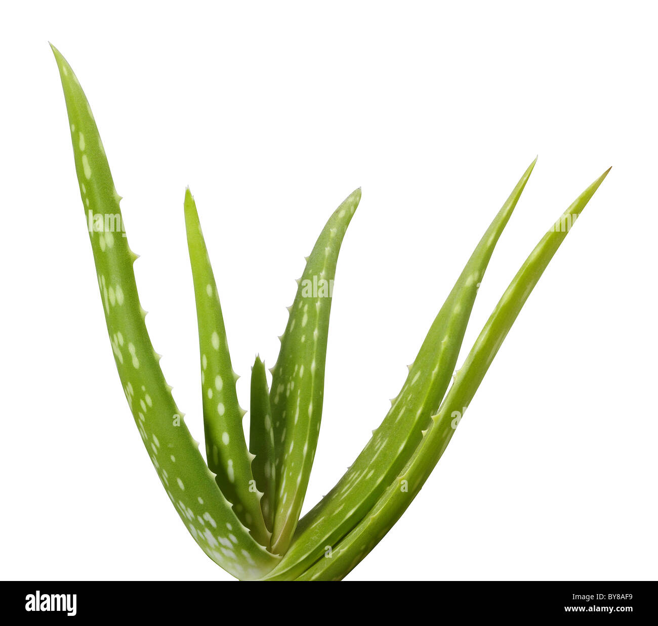 Aloe vera plant on white background Stock Photo Alamy