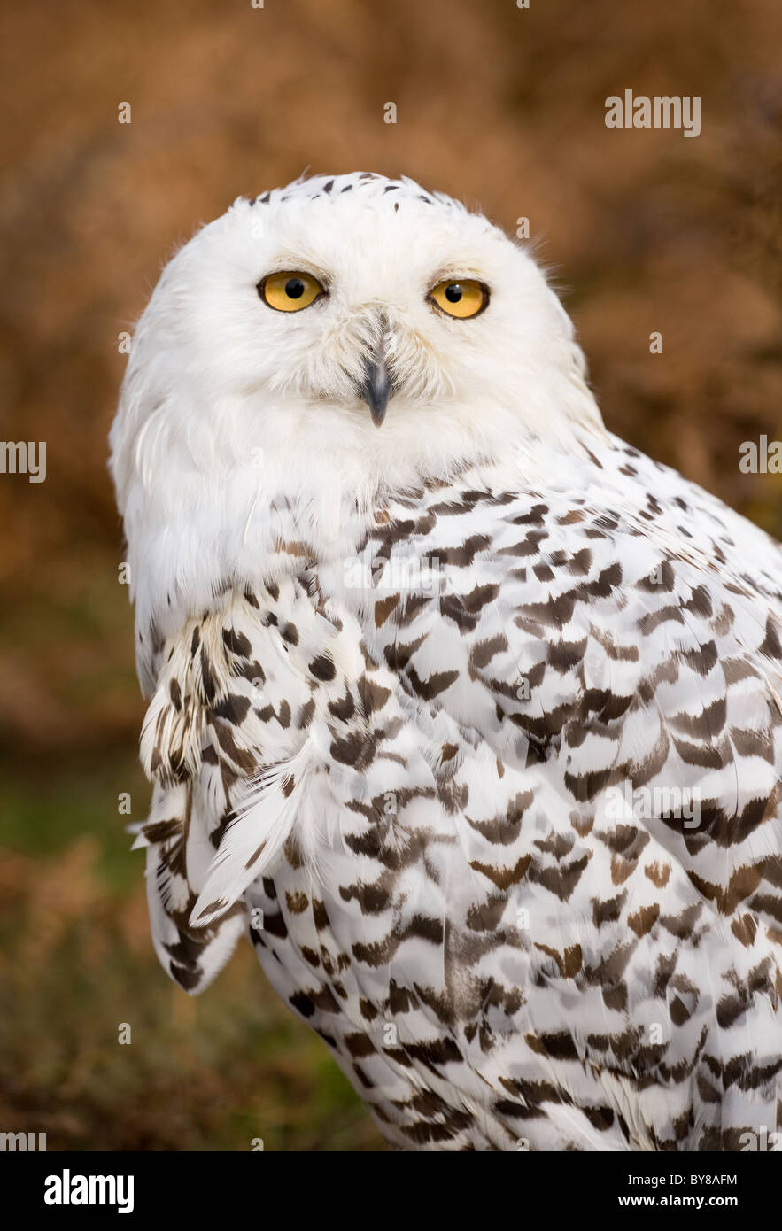 Snowy Owl Bubo scandiacus Single adult portrait UK Stock Photo - Alamy