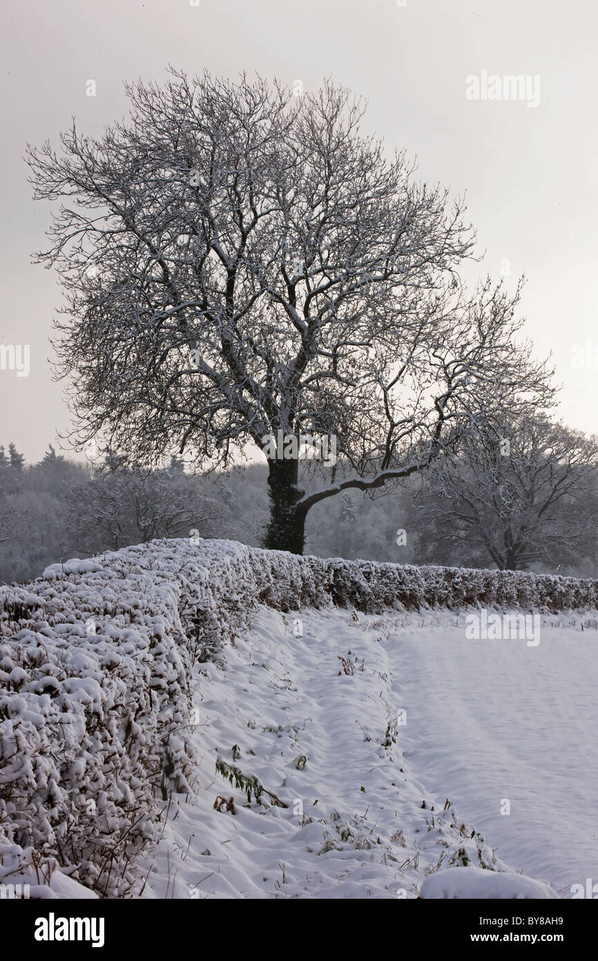Winter scene - Snow on mature oak (Quercus) - Hereforeshire - UK - December 2010 Stock Photo