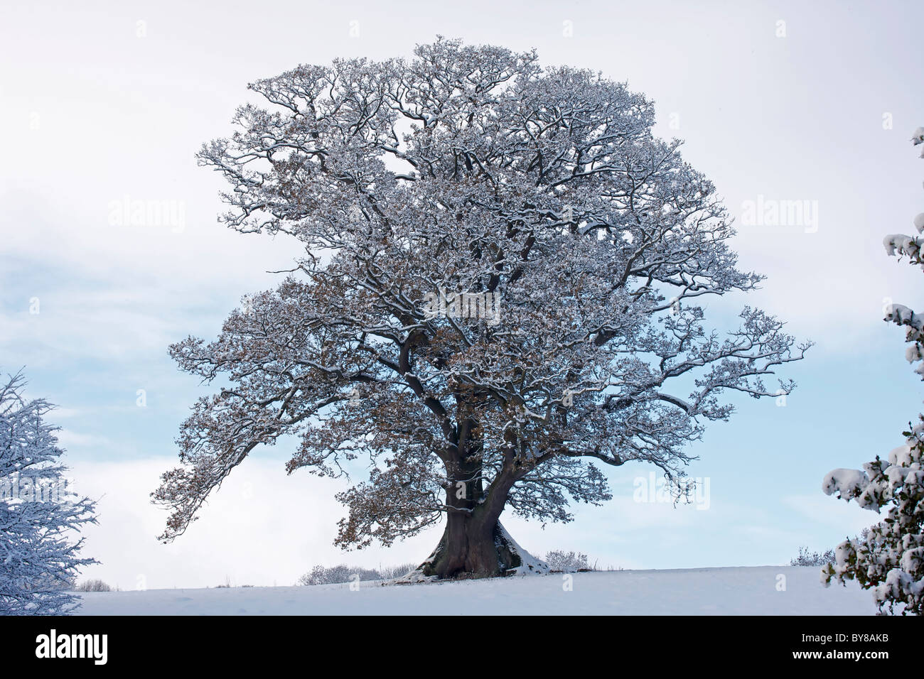 Winter scene - Snow on mature oak (Quercus) - Hereforeshire - UK - December 2010 Stock Photo
