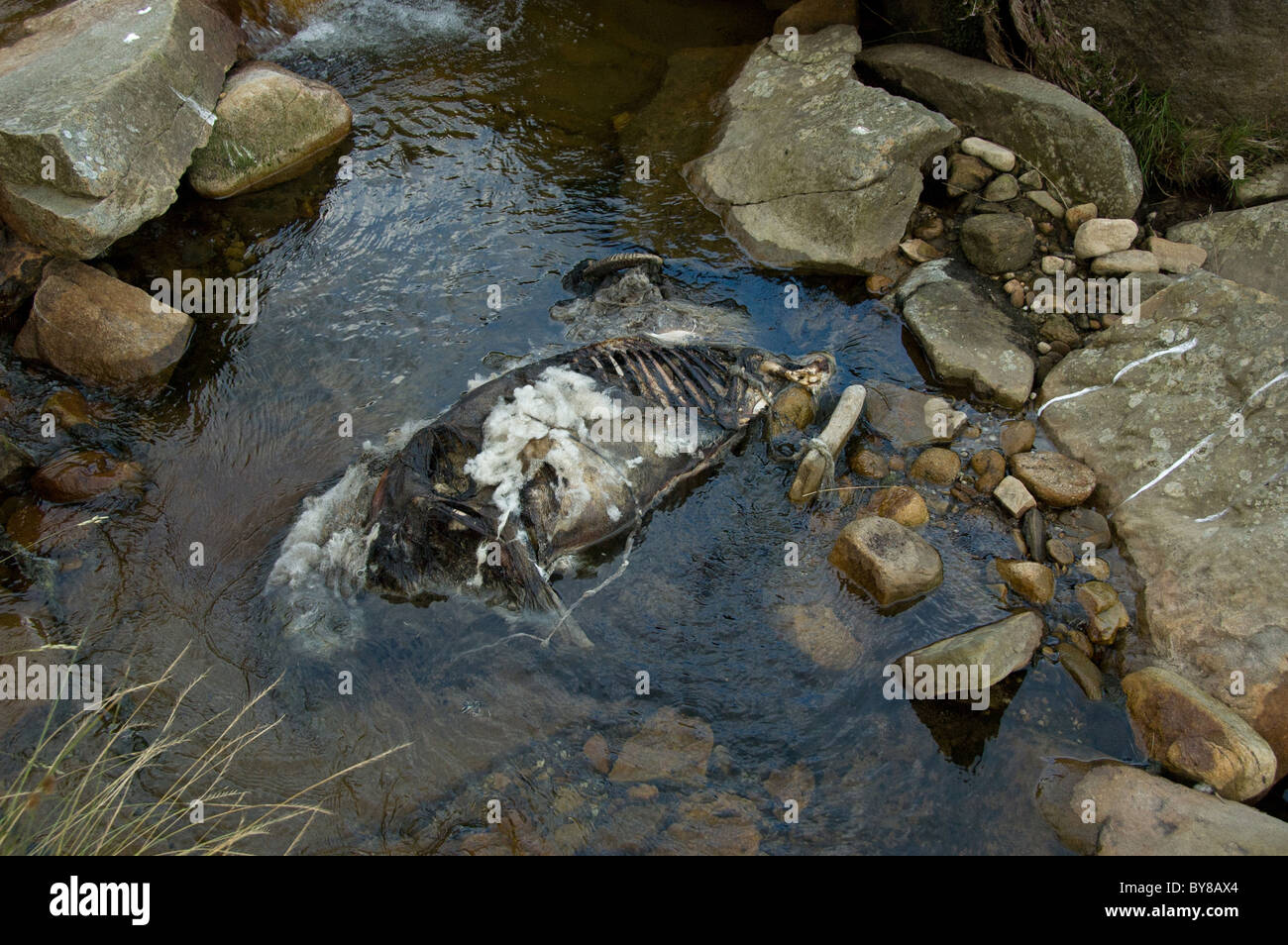 Remains of a dead sheep in a mountain stream Stock Photo