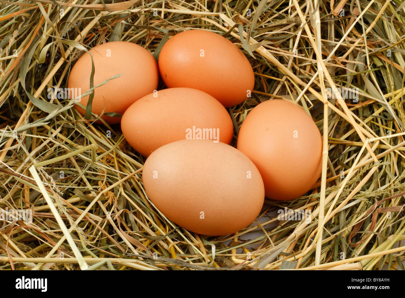 Chicken laying eggs hires stock photography and images Alamy