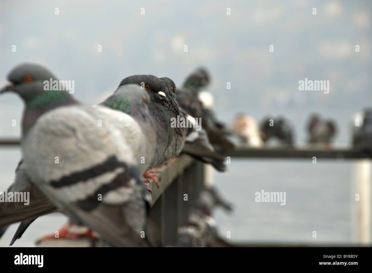 Meeting of pigeons Stock Photo