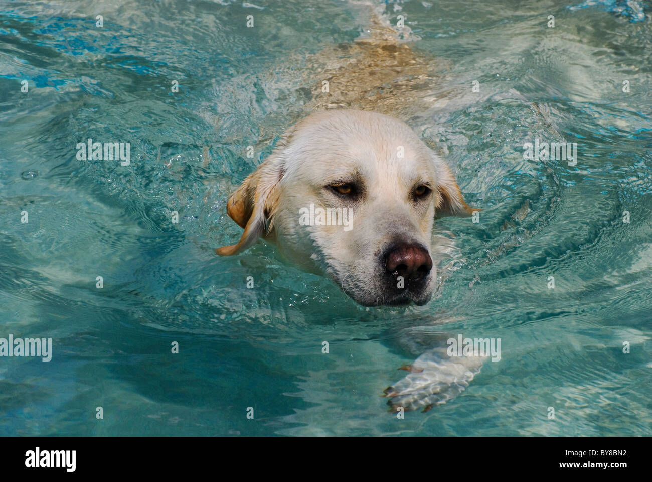 Labrador in the swimming pool hires stock photography and images Alamy