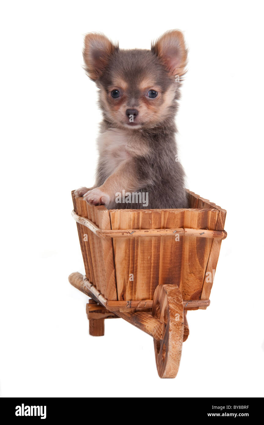 Pet And Garden Shop High Resolution Stock Photography and Images 