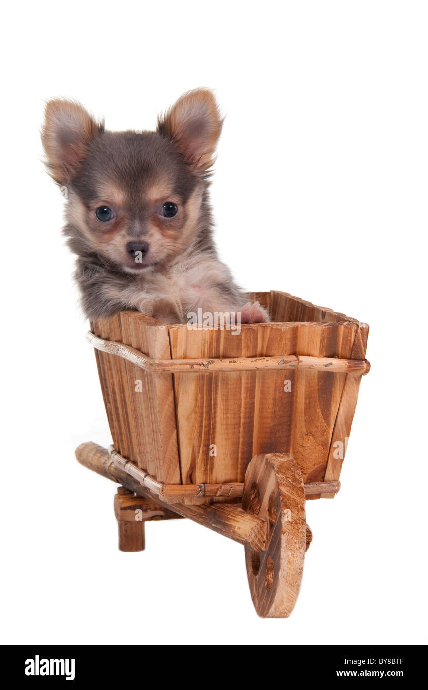 Chihuahua Puppy is taking a ride in a hand cart Stock Photo