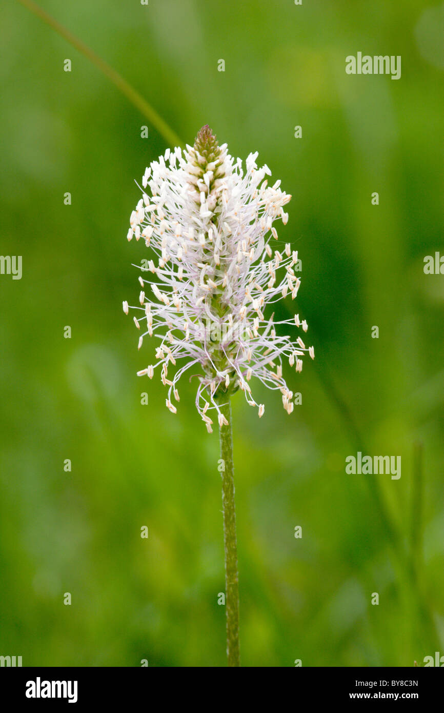 Hoary Plantain Plantago media flower Stock Photo