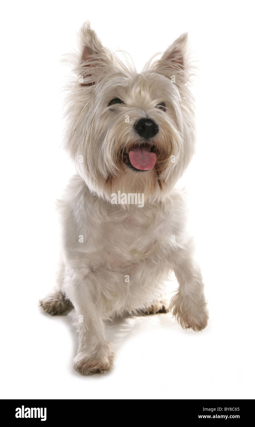 West Highland Terrier Single adult giving paw in studio UK Stock Photo
