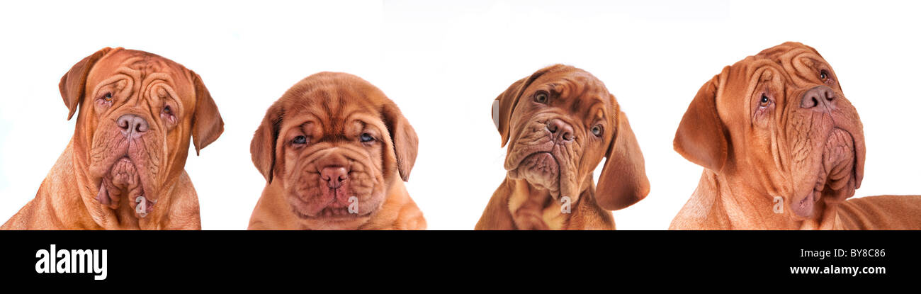 Portrait of Lovely Dogue De Bordeaux Puppies, different ages. Evolution concept Stock Photo