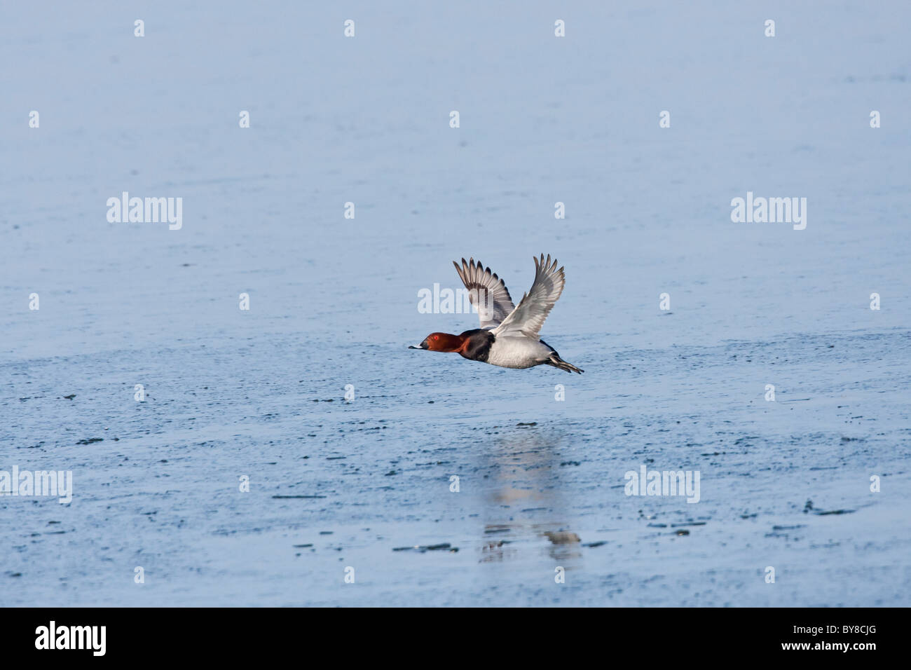 Male pochard duck in flight over an expanse of blue frozen water Stock Photo