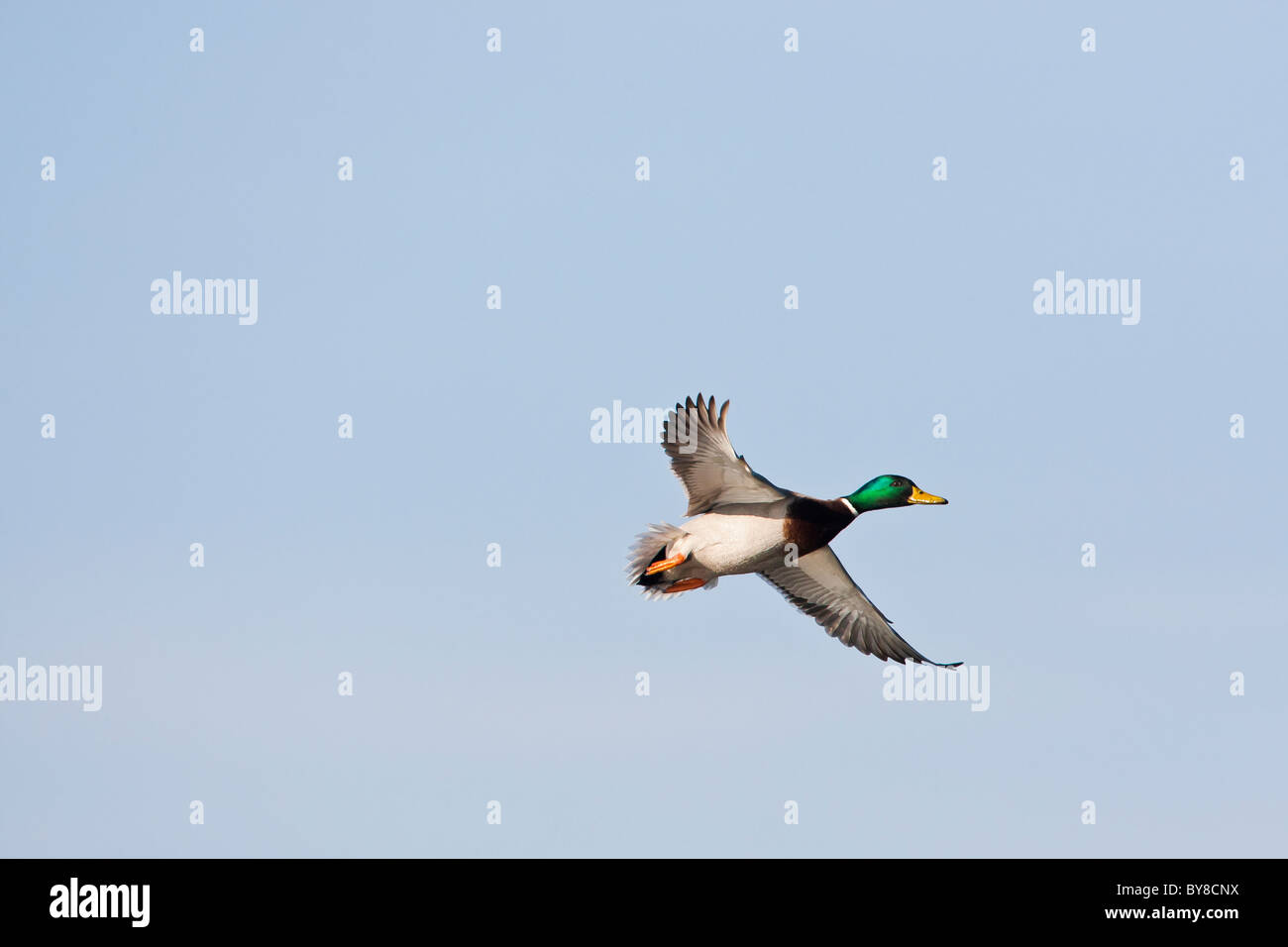 Male mallard duck in flight against a clear blue sky Stock Photo