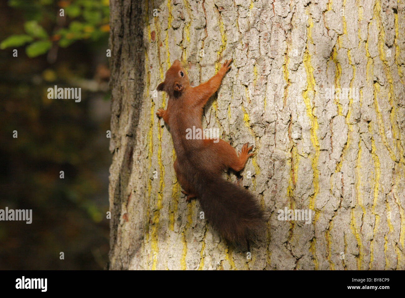 Red Squirrel (Sciurus vulgaris) climbing up a tree, Highlands, Scotland, UK Stock Photo
