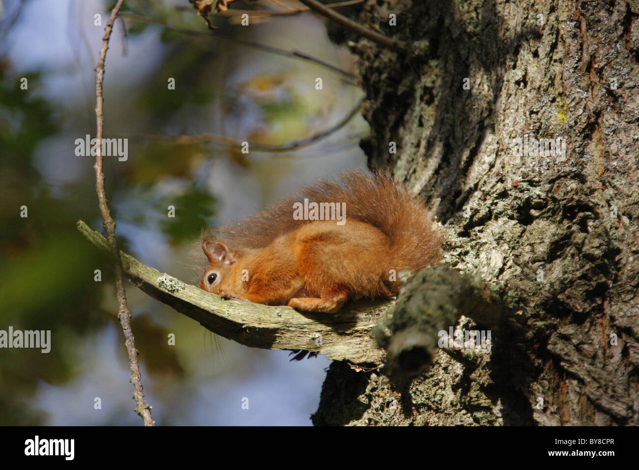 Red Squirrel (Sciurus vulgaris) taking cover from a buzzard flying overhead, Highlands, Scotland, UK Stock Photo
