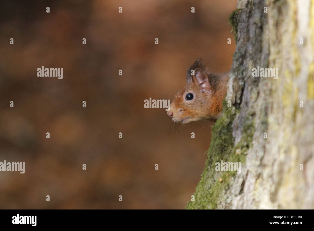 Red Squirrel (Sciurus vulgaris) infested with ticks, Highlands