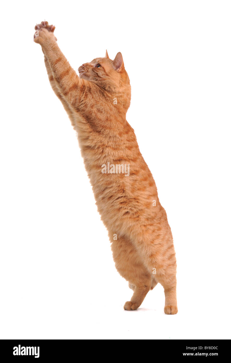 Cat is jumping up trying to catch a toy isolated Stock Photo Alamy