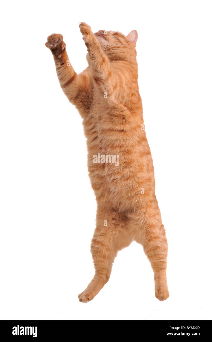 Cat caught in jumping action isolated Stock Photo