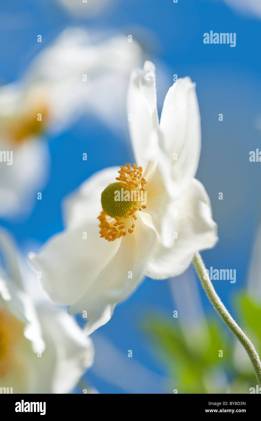 White Japanese Anemone known  as Anemone hupehensis against blue sky Stock Photo