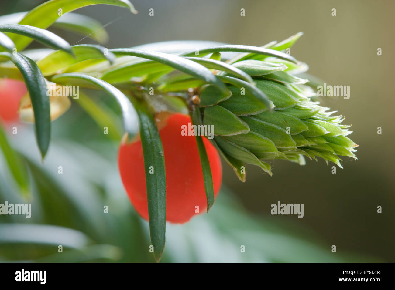 Yew, Taxus baccata flowers and berries. Stock Photo