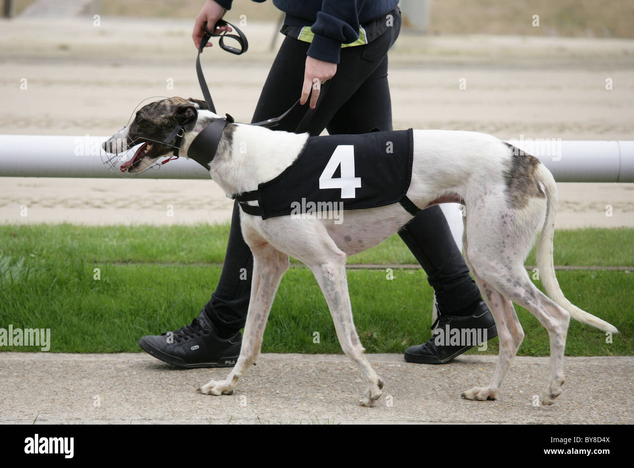 Greyhound Walking High Resolution Stock Photography And Images Alamy