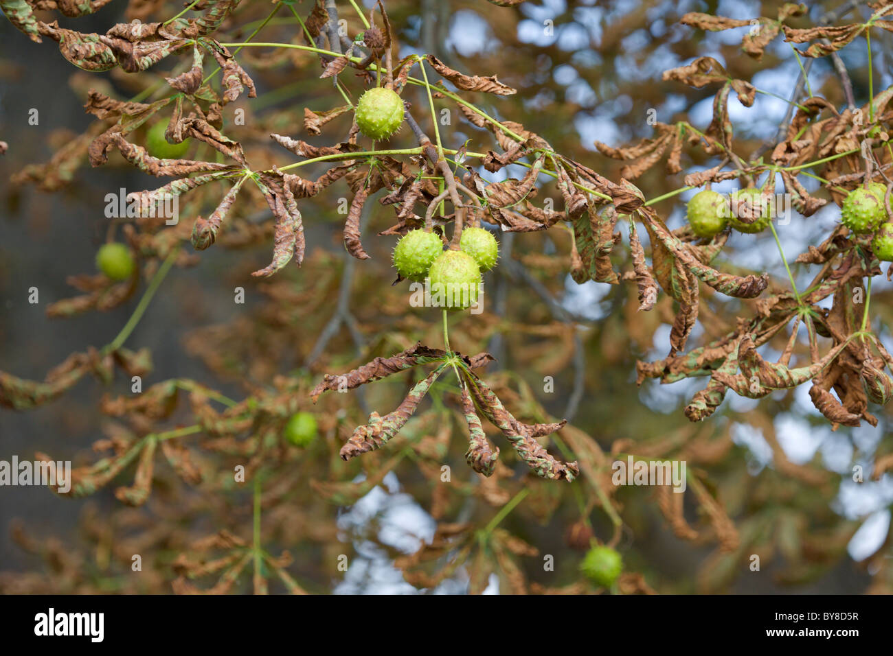 Conkers on Horse Chestnut tree, Aesculus hippocastanum, showing leaf ...