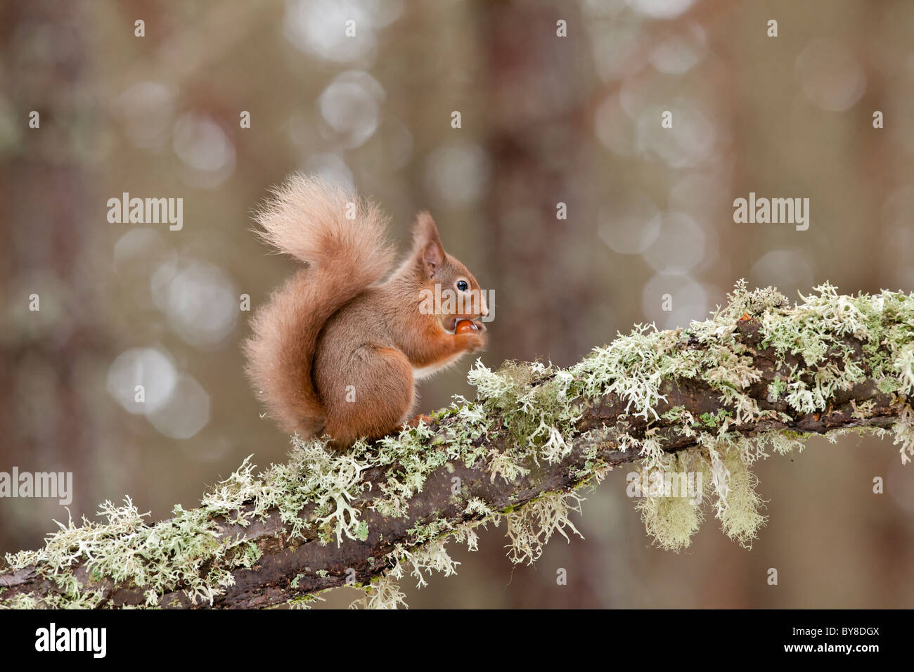 Red squirrel perched on a lichen covered tree eating a hazel nut Stock Photo