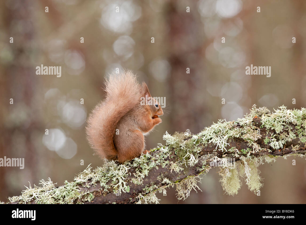 Red squirrel perched on a lichen covered tree eating a hazel nut Stock Photo