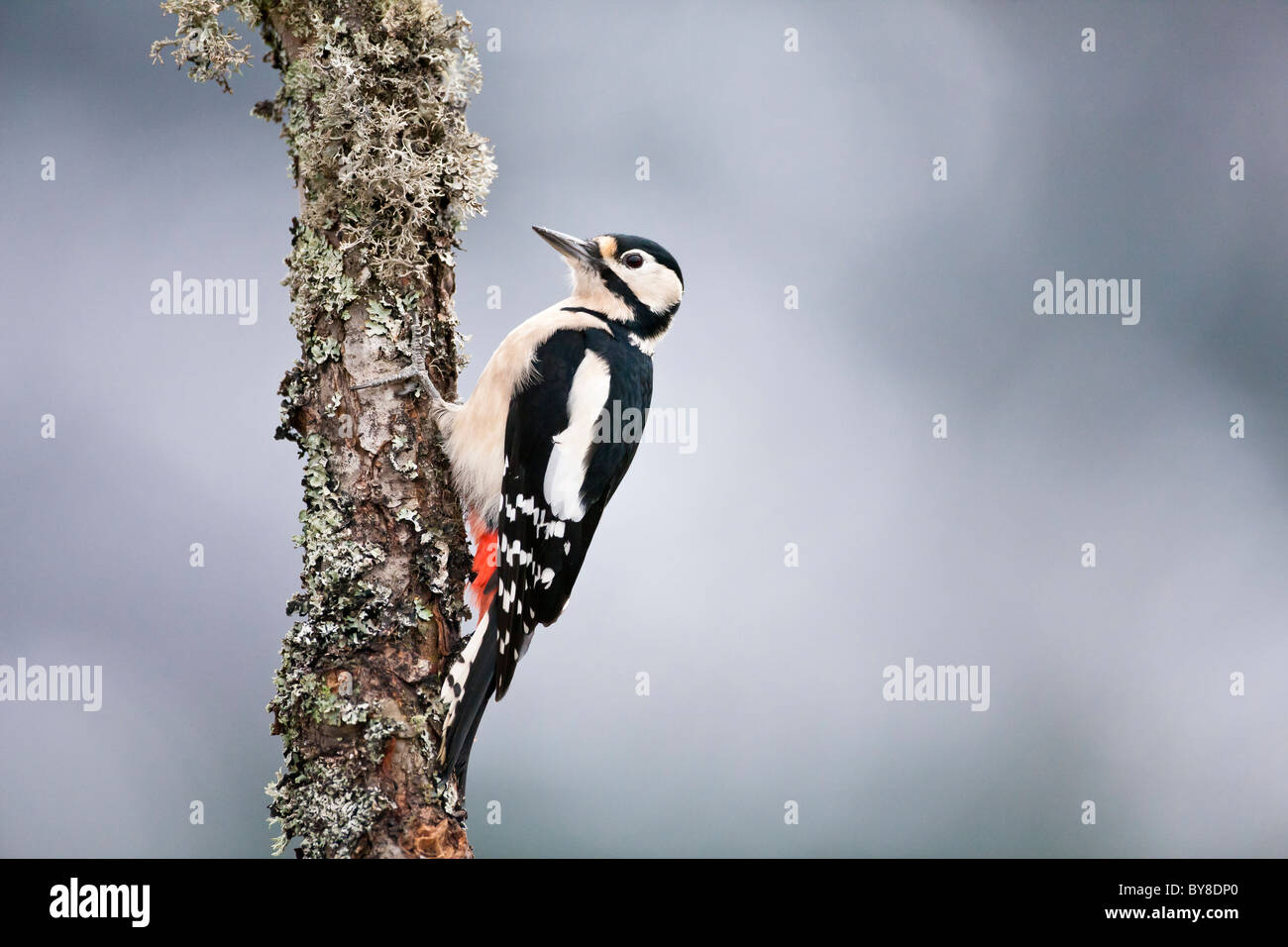 Great spotted woodpecker feeding on a old lichen covered tree Stock Photo